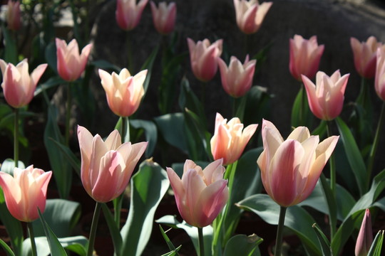 郁金花