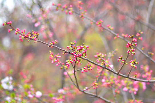 櫻花