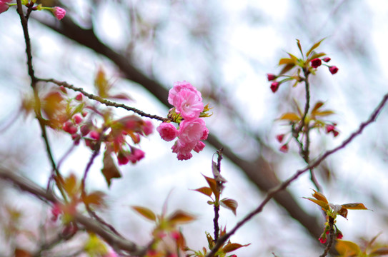 櫻花