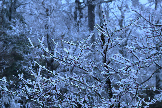 森林 寒雪