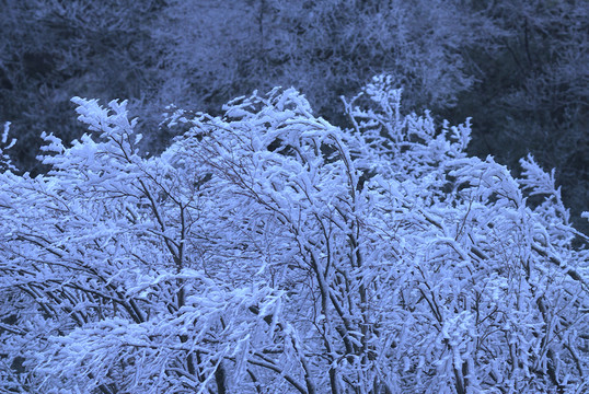風(fēng)雪寒樹