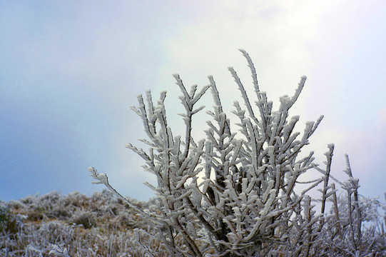 樹枝 雪