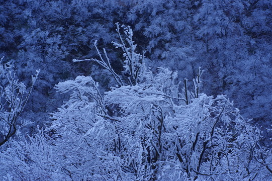 森林雪景