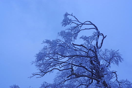 風(fēng)雪