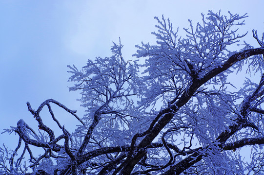 樹枝積雪