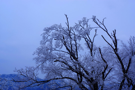 樹枝雪景