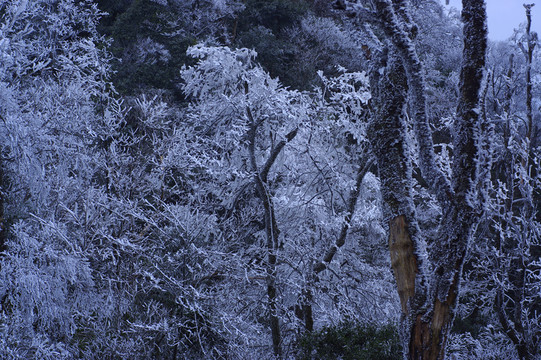 森林 雪景