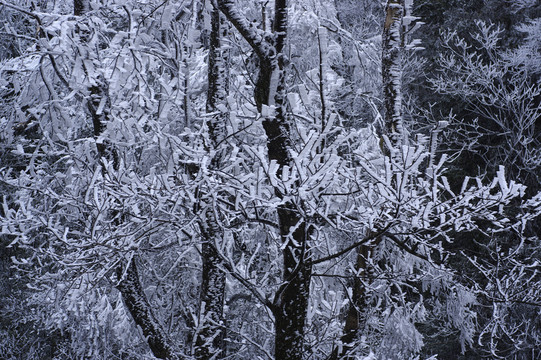 雪樹