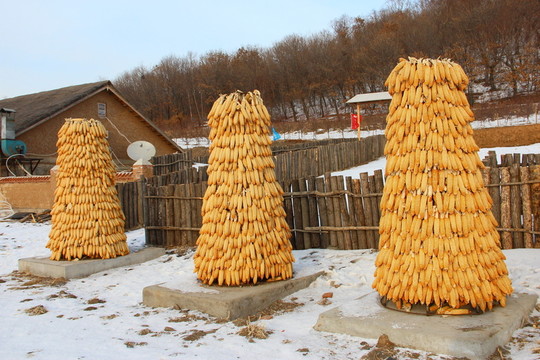 玉米堆