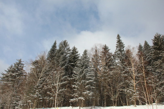 雪松
