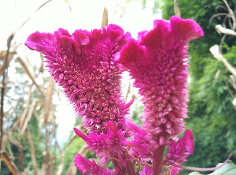 雞冠花