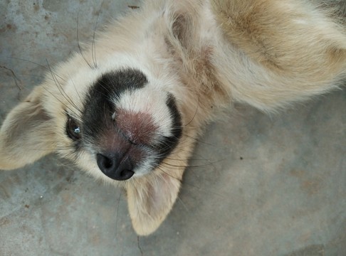 狗
