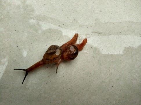 蝸牛