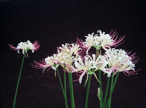 石蒜花