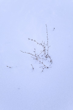 雪地