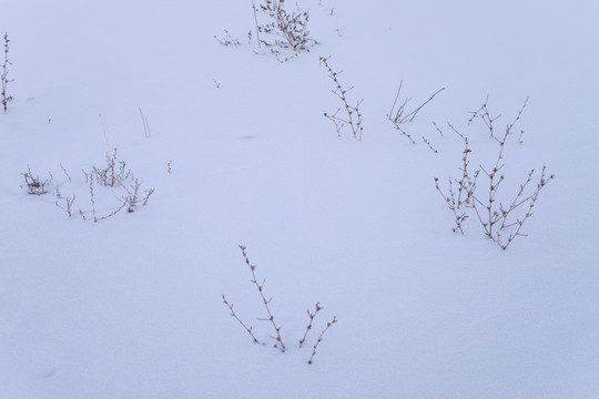 雪地