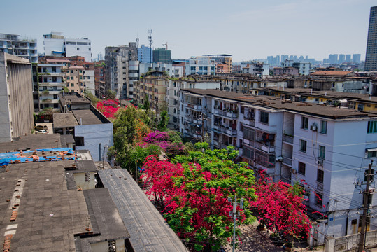 南寧 平西路 春天