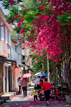 南寧 平西路 春天