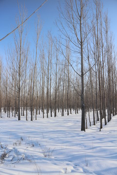 冬雪楊林