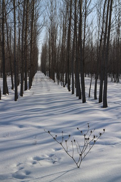 樹林 雪地 足跡