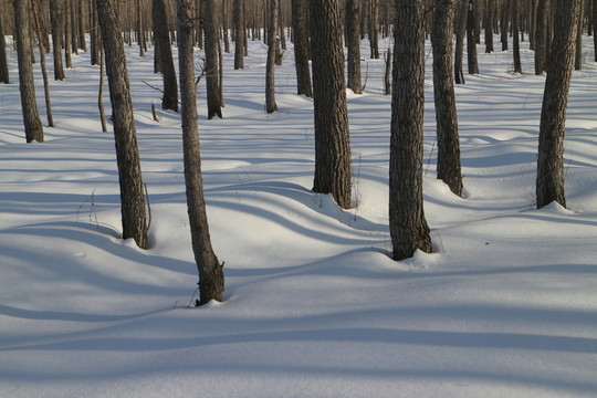 樹林雪影