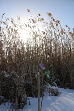 夕陽 雪地 蘆葦