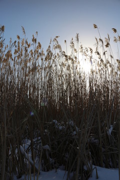 夕陽 雪地 蘆葦