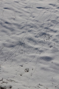雪地 鳥爪 足印