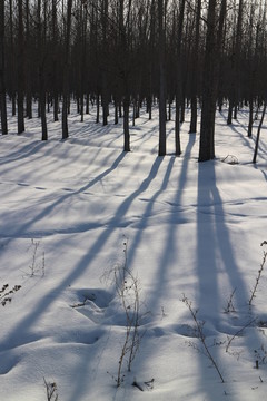 雪地樹影