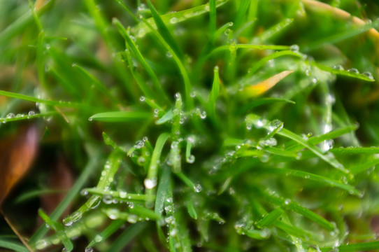 水滴綠草特寫