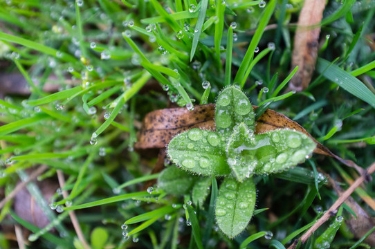 枯葉 水滴 雜草