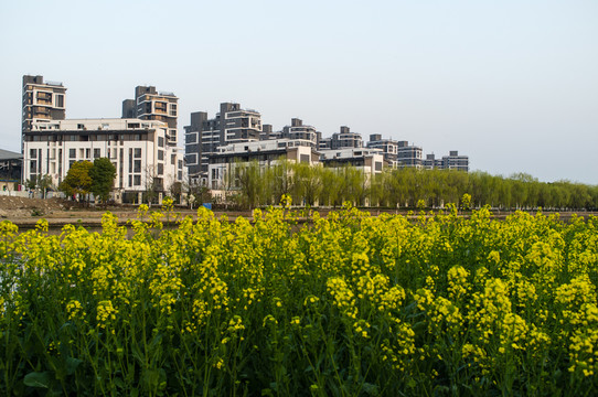 油菜花開