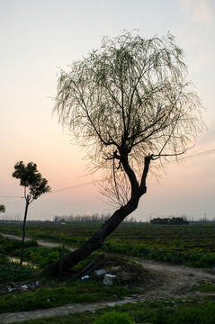 羊腸小道 夕陽(yáng)下