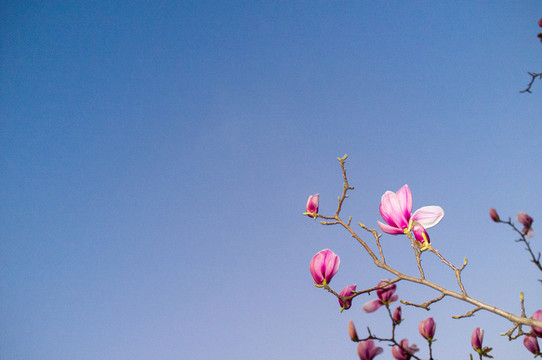 紫玉蘭花