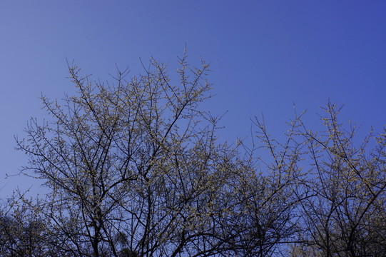 梅花開