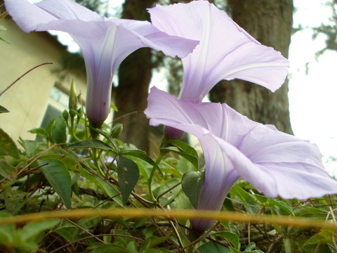 喇叭花2