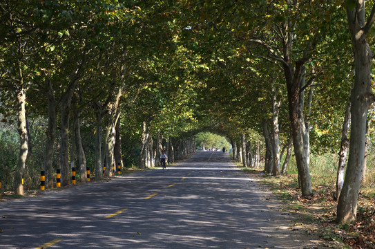 林陰道 林蔭道