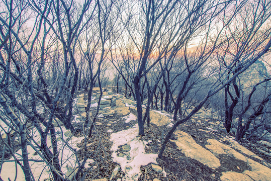 山頂樹(shù)林