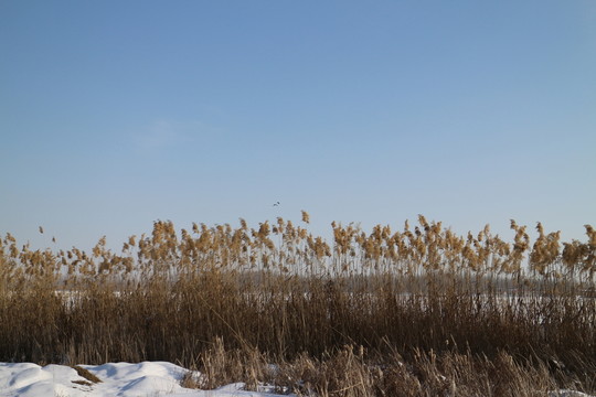 雪野蘆葦蕩