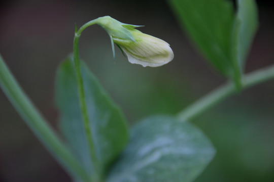 豌豆花