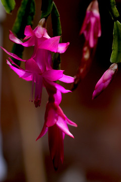 粉色花