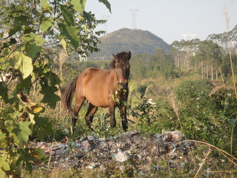 馬