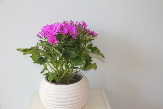 瓜葉菊