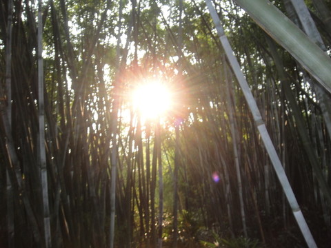 太陽(yáng)