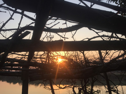 夕陽與樹藤