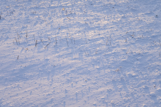 雪地