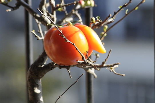 西紅柿