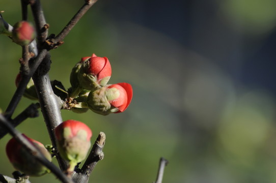 桃花