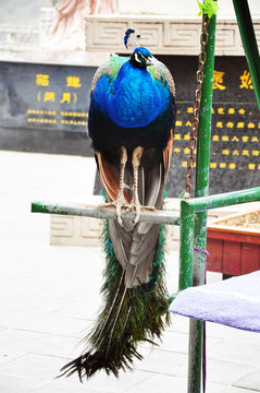 藍孔雀