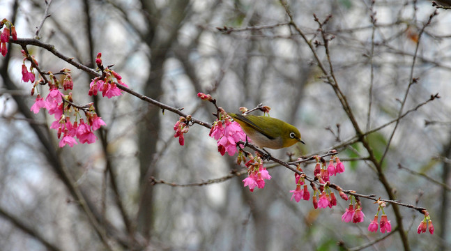 花與鳥